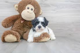 Check our list of puppies for sale now! Adopted Puppies From Breeder In Ohio Pg 2