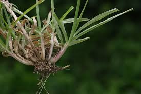 Image result for Chrysopogon