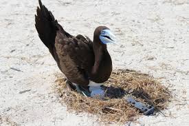 They nest on remote oceanic islands. Plastic Debris A Common Feature Of Seabird Nests Institute For Marine And Antarctic Studies University Of Tasmania