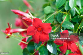 Image result for mandevilla obrázek