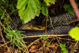 Check spelling or type a new query. There S A Snake In My Yard 7 Ways To Get Rid Of Them