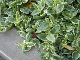 Check spelling or type a new query. Aptenia Cordifolia Variegata