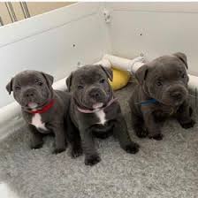 Read about temperament, breed history and the best way to assure your american staffordshire terrier is good with other pets is to raise them with others from the time they are puppies. Champion Blue Staffy Stud Dogs For Breeding And Ai Bullscaff