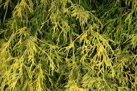 Check spelling or type a new query. Great Plant Picks Unbeatable Plants For The Maritime Northwest Garden
