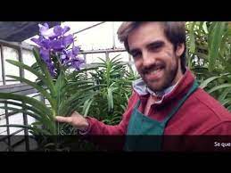 Orchidea Vanda Ecco Tutto Quello Che C E Da Sapere Youtube Orchidea Giardini Con Fiori Piccoli Youtube