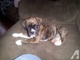 We did not find results for: Spunky Apri Reverse Brindle Female Boxer Puppy Boxer Puppy Boxer Puppies For Sale Brindle Boxer