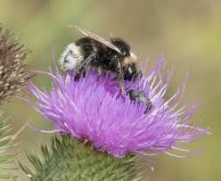 Image result for Bombus bohemicus