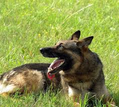 Our pups are the progeny of world champion va sieger bloodlines out of germany and possess the correct. Adopt Or Rehome A German Shepherd In Phoenix Get Your Pet