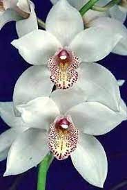 These Are The Flowers I Want In The Centerpieces Cymbidium Orchids White With Some Purple Beautiful Orchids Orchid Flower Flowers