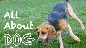 All About Dog Vomit Why Is My Dog Throwing Up Pethelpful