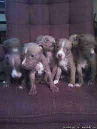 #animals #cute animals #puppies #pitbulls #pitbull puppies. Pitbull Puppies Price 100 For Sale In Yuma Arizona Best Pets Online