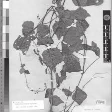 Image result for Pleurolobus tanganyikensis