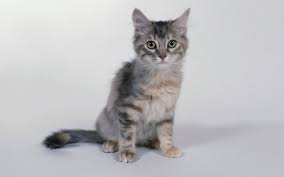 Image result for cat