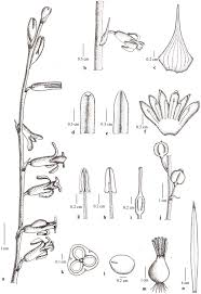 Image result for Dipcadi longifolium