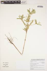 Image result for Gutenbergia rueppellii