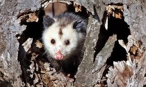 We did not find results for: Virginia Opossum Chesapeake Bay Program