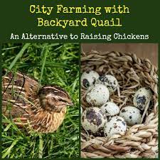 Check spelling or type a new query. How To Raise Quail An Alternative To Chickens Backdoor Survival
