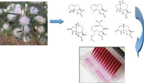 Image result for Dicoma capensis