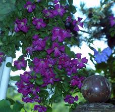 Check spelling or type a new query. Italienische Waldrebe Clematis Viticella Violett
