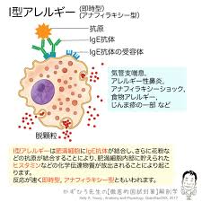 i型アレルギー i型アレルギーは肥満細胞にige抗体が結合し さらに花粉などの抗原が結合することにより 肥満細胞内部に貯えられたヒスタミンなどの化学伝達物質が放出されることにより起こります 反応が速く即時型 アナフィラキシー型ともいわれます zoom解剖学