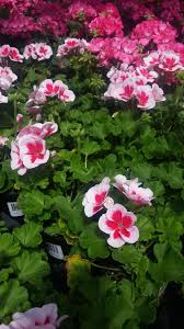 Americana Rose Mega Splash Geranium Geraniums Geranium Flower Flowers