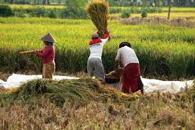 Nota teknikalmaklumat ini diperoleh daripada penyiasatan tenaga buruh (ptb) yang dilaksanakan untuk mengumpul maklumat berkaitan struktur dan taburan tenaga buruh, guna tenaga dan pengangguran.konsep dan definisi yang digunakan dalam ptb adalah mengikut piawaian. Upah Buruh Tani Cuma Naik 0 33 Di Februari 2019 Okezone Economy