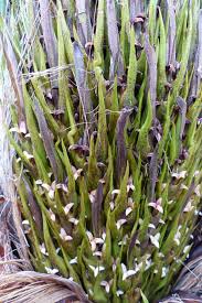 Image result for Elaeis