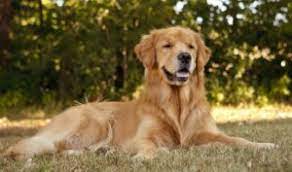 Why buy a golden retriever puppy for sale if you can adopt and save a life? 4 Best Golden Retriever Breeders In New Jersey 2021 We Love Doodles