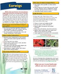 American insect pests of livestock, gardens, ornamentals, field crops, vegetables and stored products. Earwigs Quick Tips Natural Pest Control