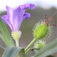 Image result for Velloziaceae