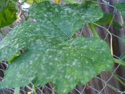 Fortunately, it can be easily identified and is. Take Control Of Powdery Mildew Edible San Marcos S Blog