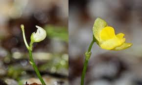 Image result for Utricularia subulata