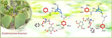 Image result for Erythroxylum zambesiacum