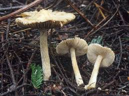 Image result for Pseudopod Ospermum