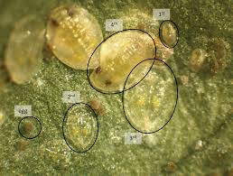 Image result for whitefly in cucumber
