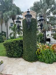 Image result for Ficus pumila