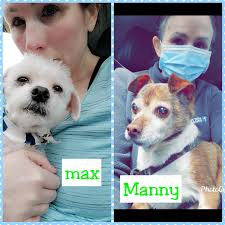 I posted last week about my 14 year old Maltese having aspiration  pneumonia. He was so sick and I honestly thought he was going to die. After  a lot of chest coupagen