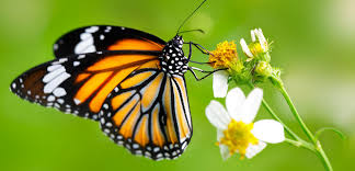 These lovely flowers and plants, including butterfly bush, will attract butterflies to your garden. Bees Birds Butterflies Tlc Garden Centers