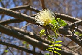 Image result for Albizia brevifolia