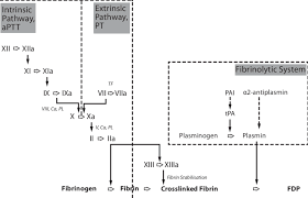 The intrinsic pathway is clinically measured as the partial thromboplastin time (ptt). Components Of Haemostatic Pathways Intrinsic Extrinsic And Common Download Scientific Diagram