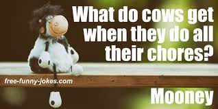 What do you get if you cross a steer and a chicken? Cow Jokes