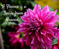 A Flower Is A Smile From Heaven Flowers Thoughts Quotes Good Morning Beautiful Good Morning Images Morning Images