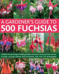 Pin On Fuchsia Plants