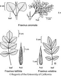 Image result for Fraxinus velutina