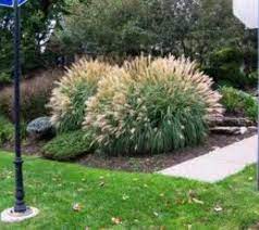 Adagio Dwarf Maiden Grass Miscanthus Diy Backyard Landscaping Backyard Landscaping Ornamental Grasses