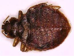 Bed bugs are most active at night and are usually found where people sleep. Bed Bugs City Of Toronto
