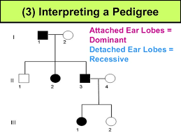 Expository Pedigree Chart For Free Or Attached Earlobes