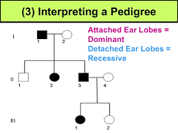 expository pedigree chart for free or attached earlobes