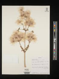 Image result for Clematis hirsuta