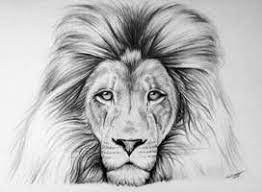 lion drawing by lethalchris lion face drawing lion drawing kitten drawing